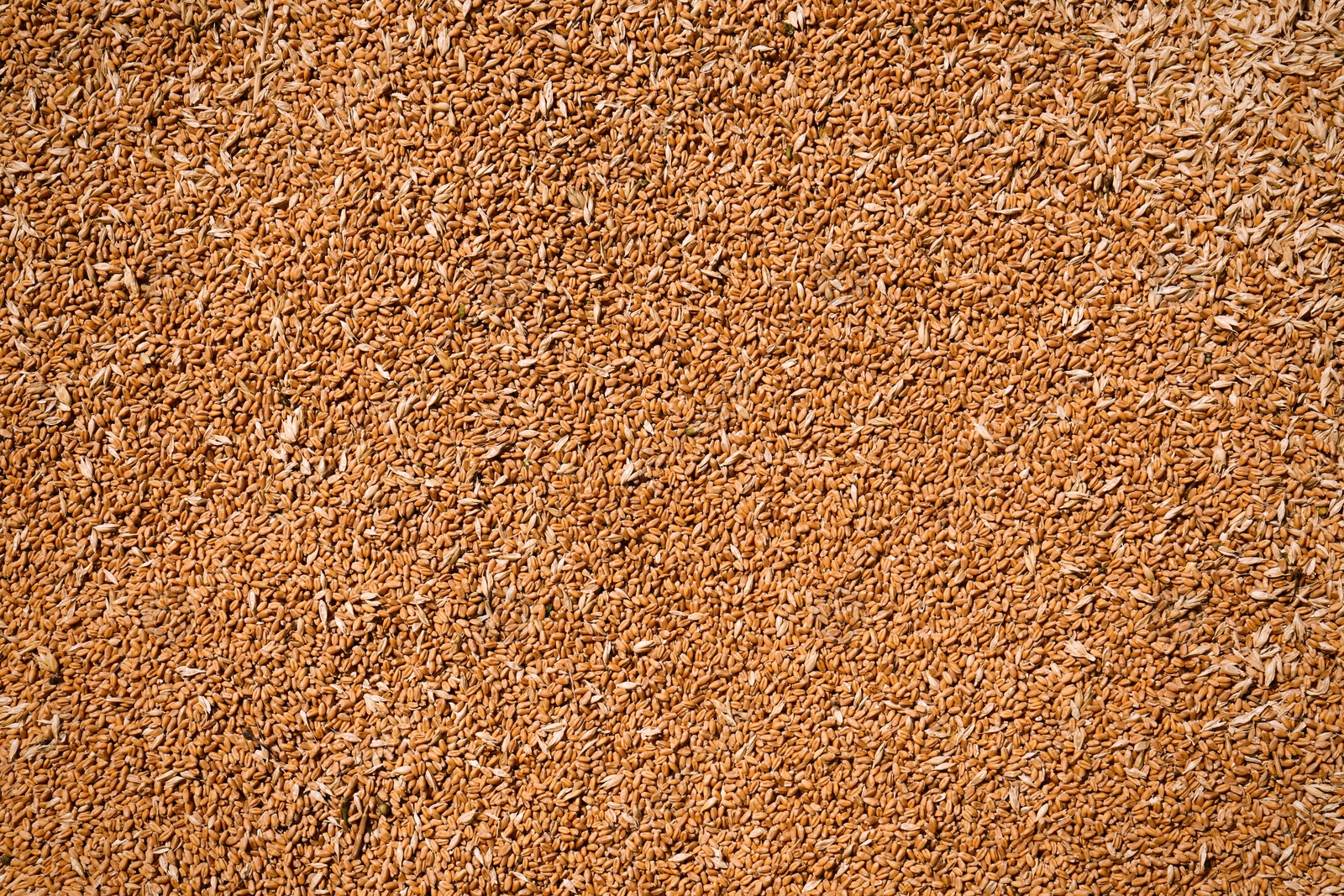 Photo of Pile of wheat grains as background, closeup view