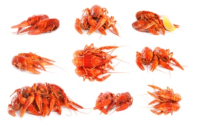 Image of Set of tasty cooked crayfishes on white background 