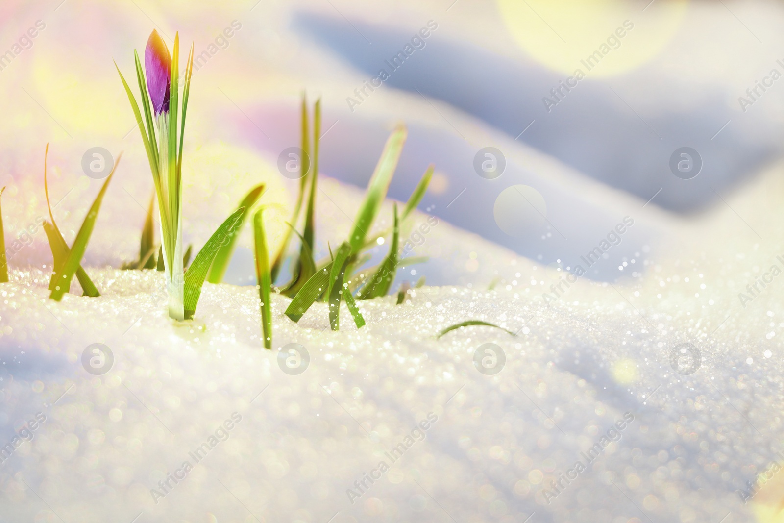 Image of Beautiful spring crocus growing through snow outdoors on sunny day, space for text