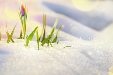 Image of Beautiful spring crocus growing through snow outdoors on sunny day, space for text