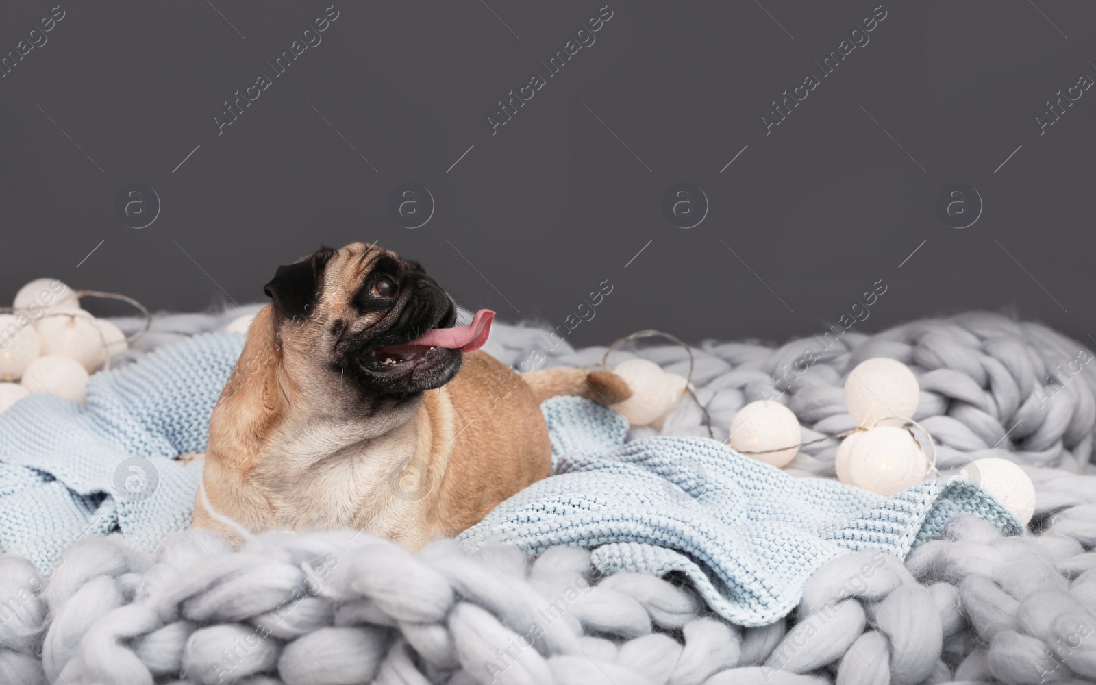 Photo of Cute pug dog with blankets on floor at home. Warm and cozy winter