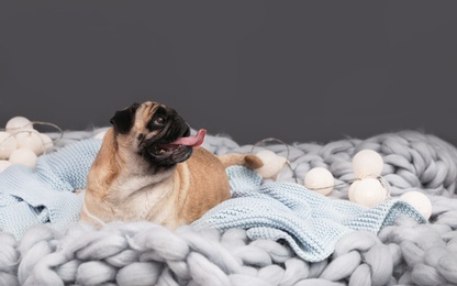 Photo of Cute pug dog with blankets on floor at home. Warm and cozy winter