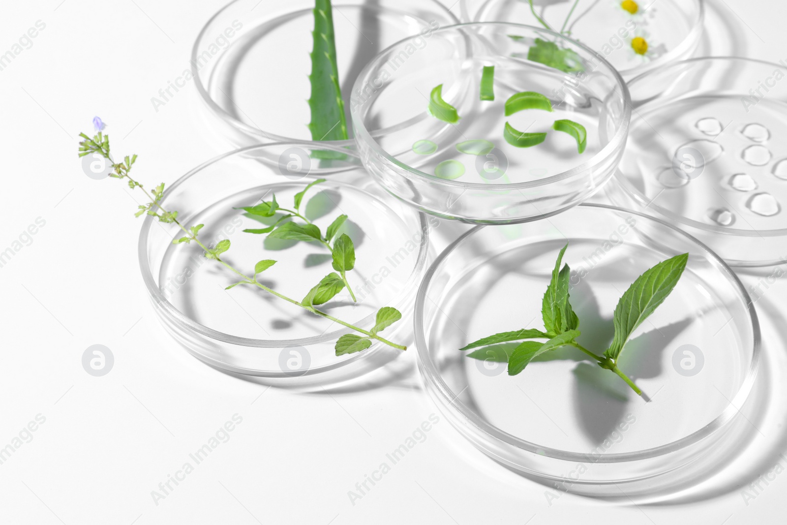 Photo of Petri dishes with different plants and cosmetic product on white background, closeup