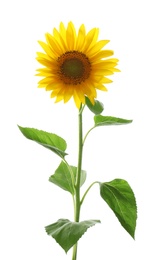 Beautiful bright blooming sunflower isolated on white