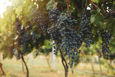 Photo of Delicious ripe grapes in vineyard. Harvest season