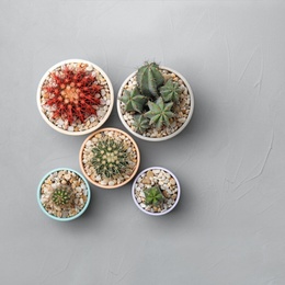 Photo of Beautiful cacti on grey background, top view