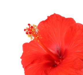 Beautiful red hibiscus flower isolated on white