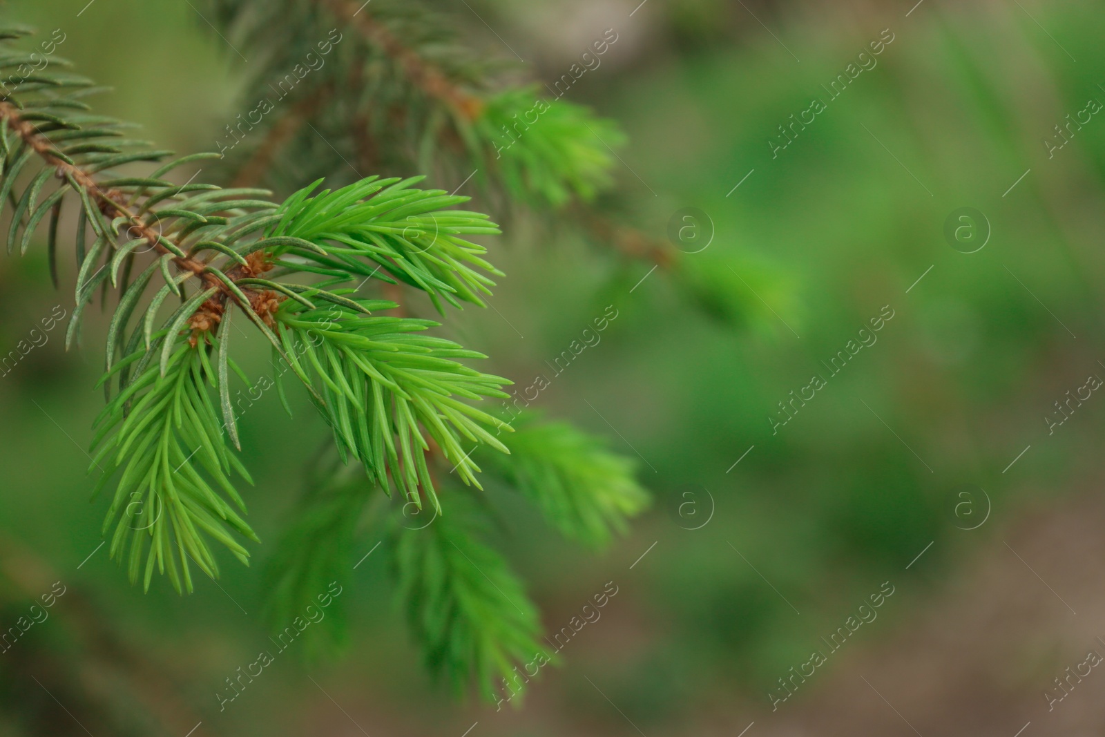 Photo of Beautiful branch of coniferous tree, closeup. Space for text