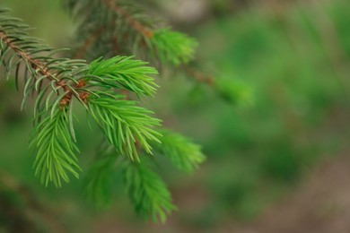 Beautiful branch of coniferous tree, closeup. Space for text