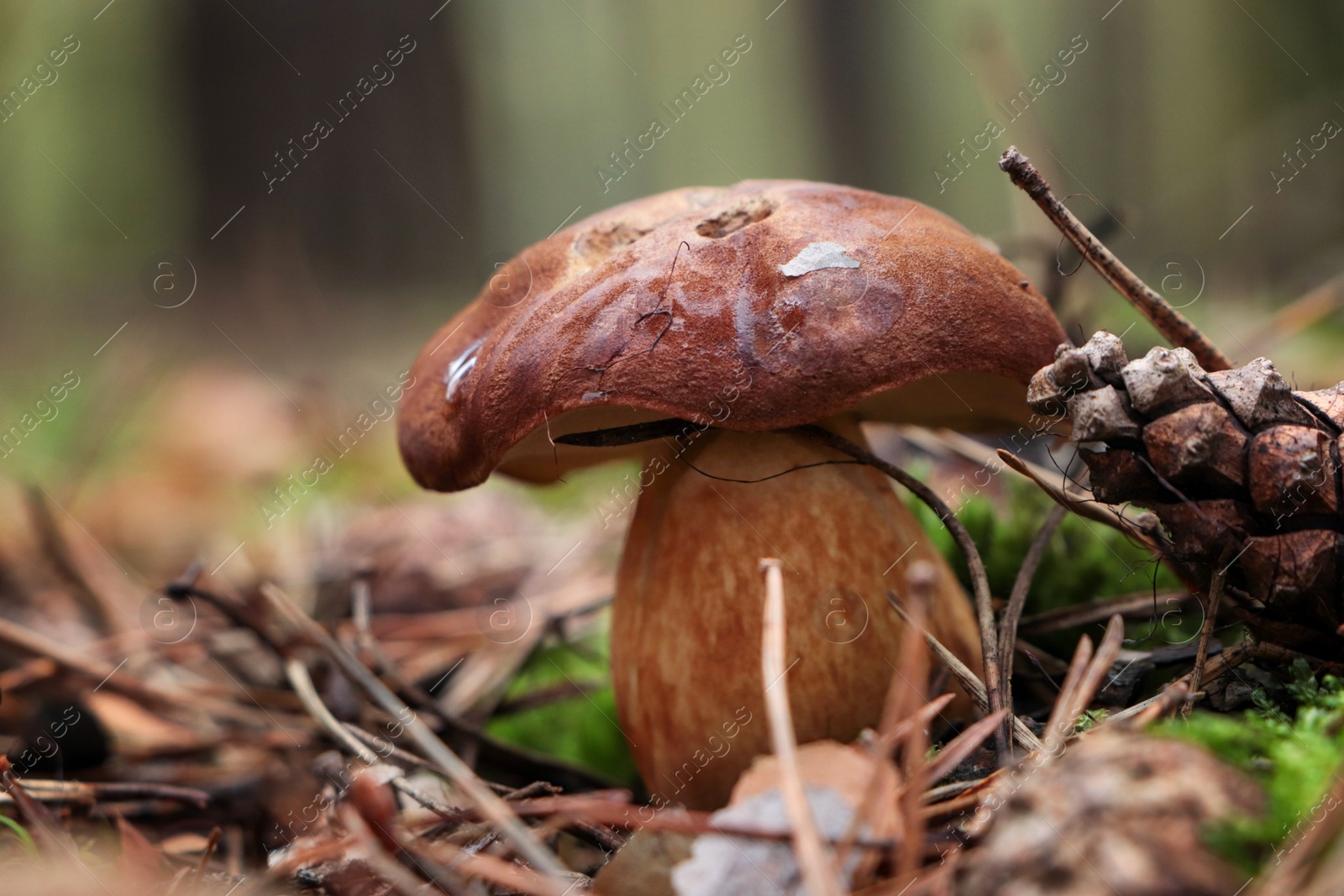 Photo of Polish mushroom Imleria badia growing in forest, closeup