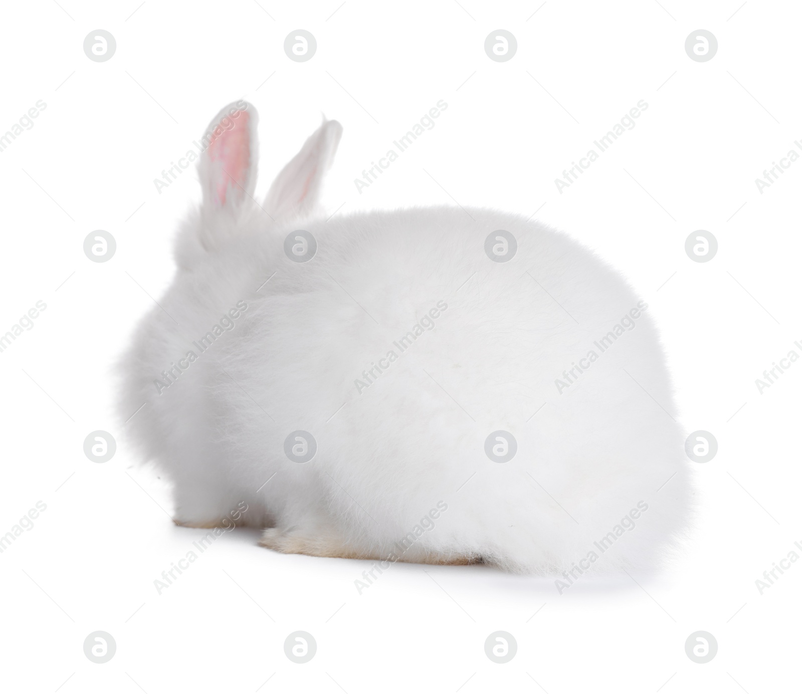 Photo of Fluffy rabbit on white background. Cute pet