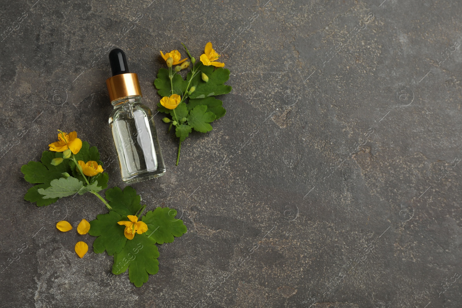 Photo of Bottle of natural celandine oil near flowers on grey stone table, flat lay. Space for text