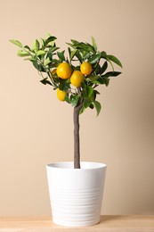 Photo of Idea for minimalist interior design. Small potted lemon tree with fruits on wooden table near beige wall