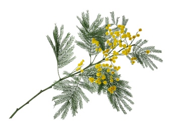 Beautiful mimosa plant with yellow flowers on white background