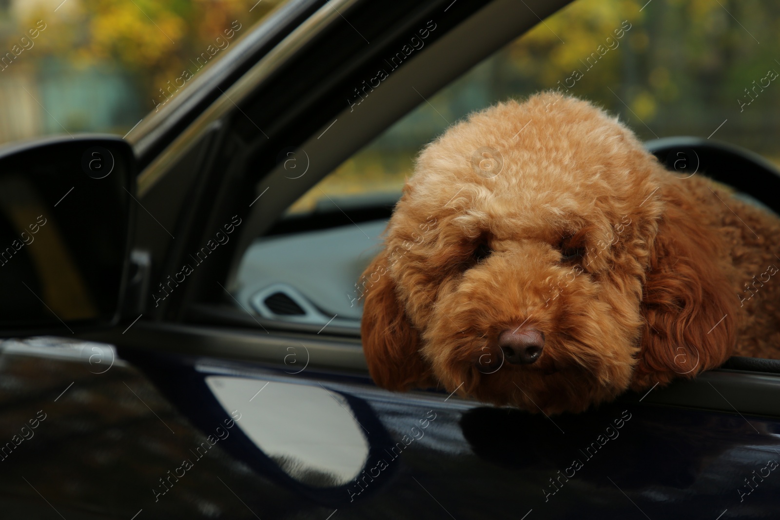 Photo of Cute dog inside black car, view from outside