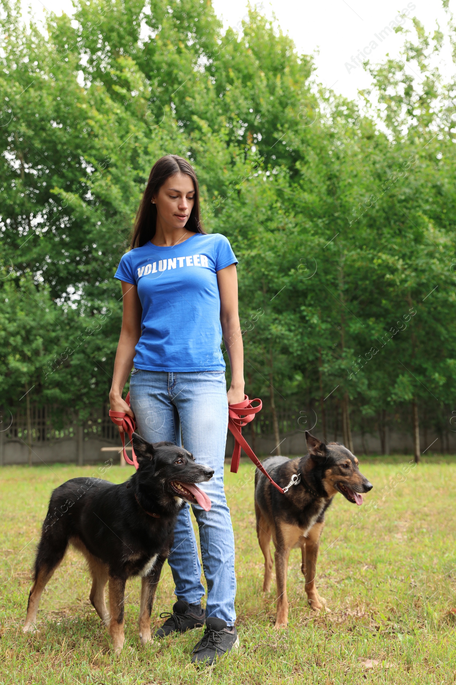 Photo of Female volunteer with homeless dogs at animal shelter outdoors