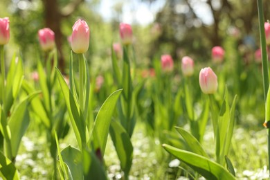 Photo of Beautiful pink tulips growing outdoors on sunny day