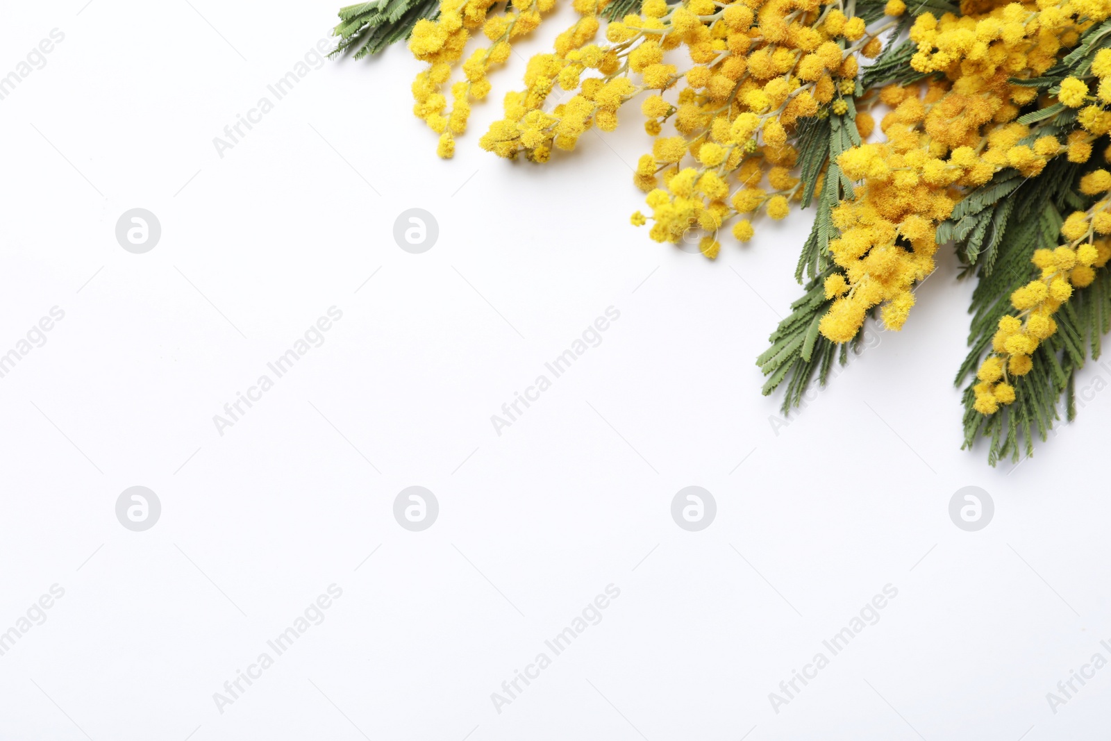 Photo of Beautiful mimosa flowers on white background, top view