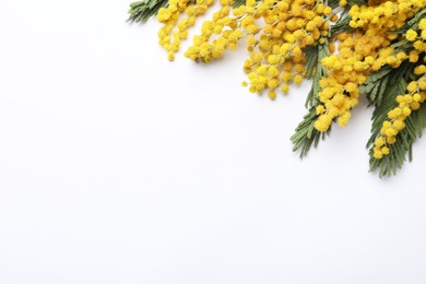 Beautiful mimosa flowers on white background, top view