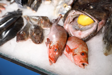 Photo of Different types of fresh fish on ice in supermarket