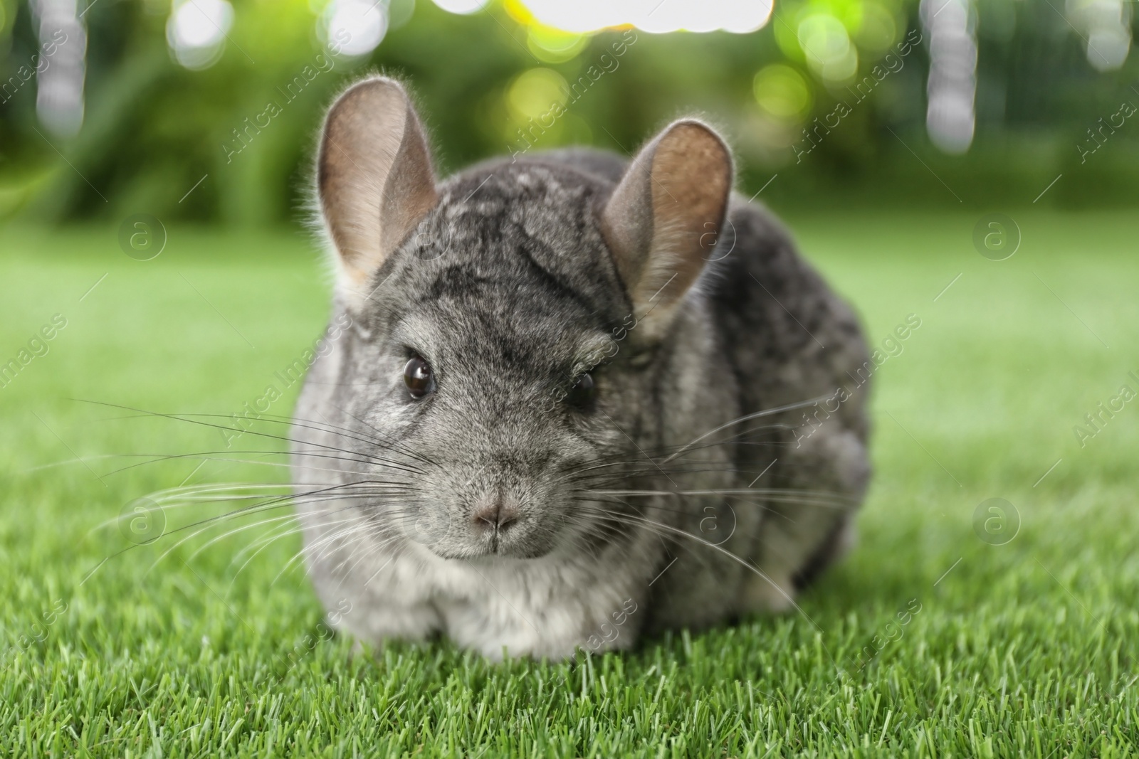 Photo of Cute funny grey chinchilla on green grass, closeup