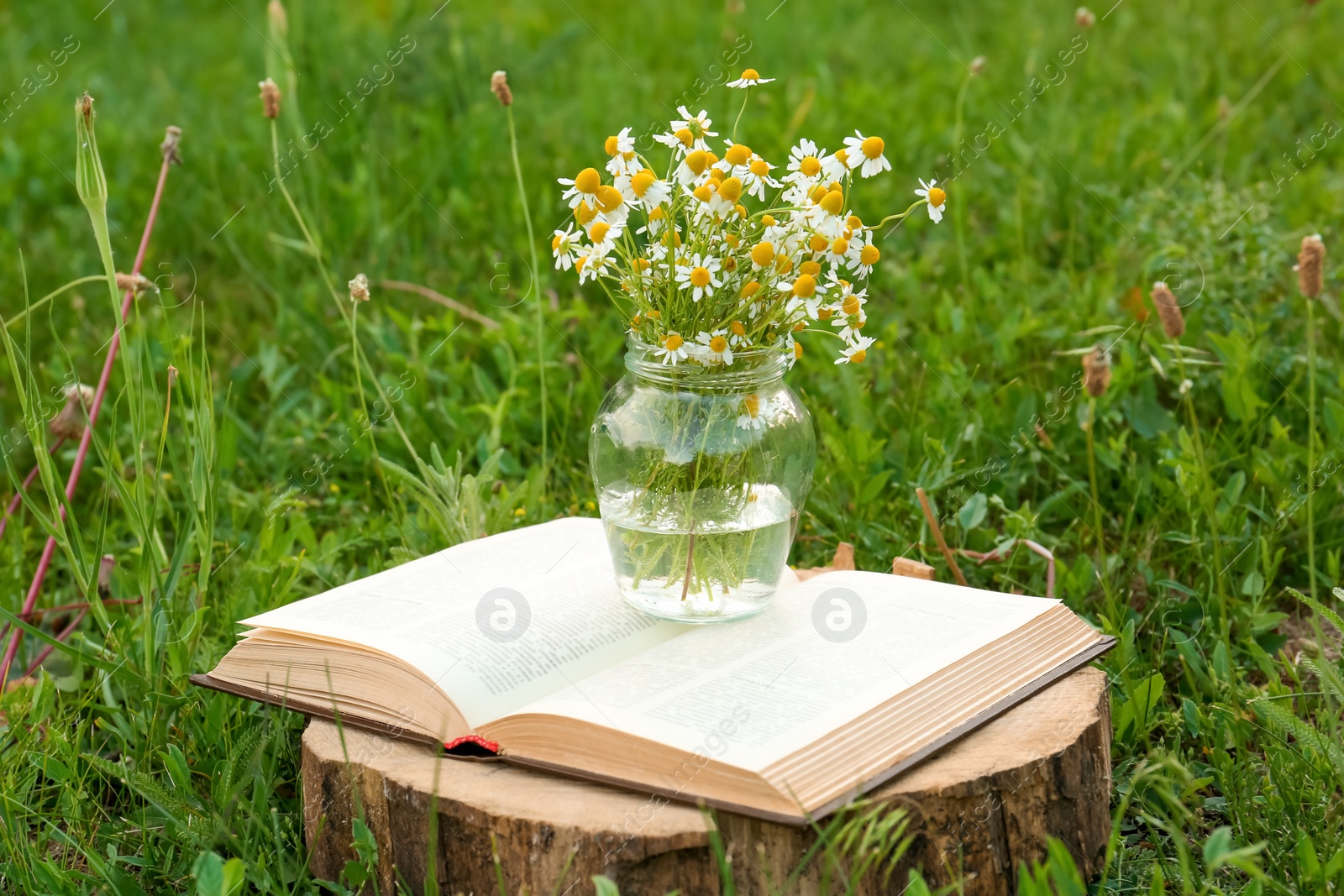 Photo of Open book and jar with chamomiles on green grass outdoors