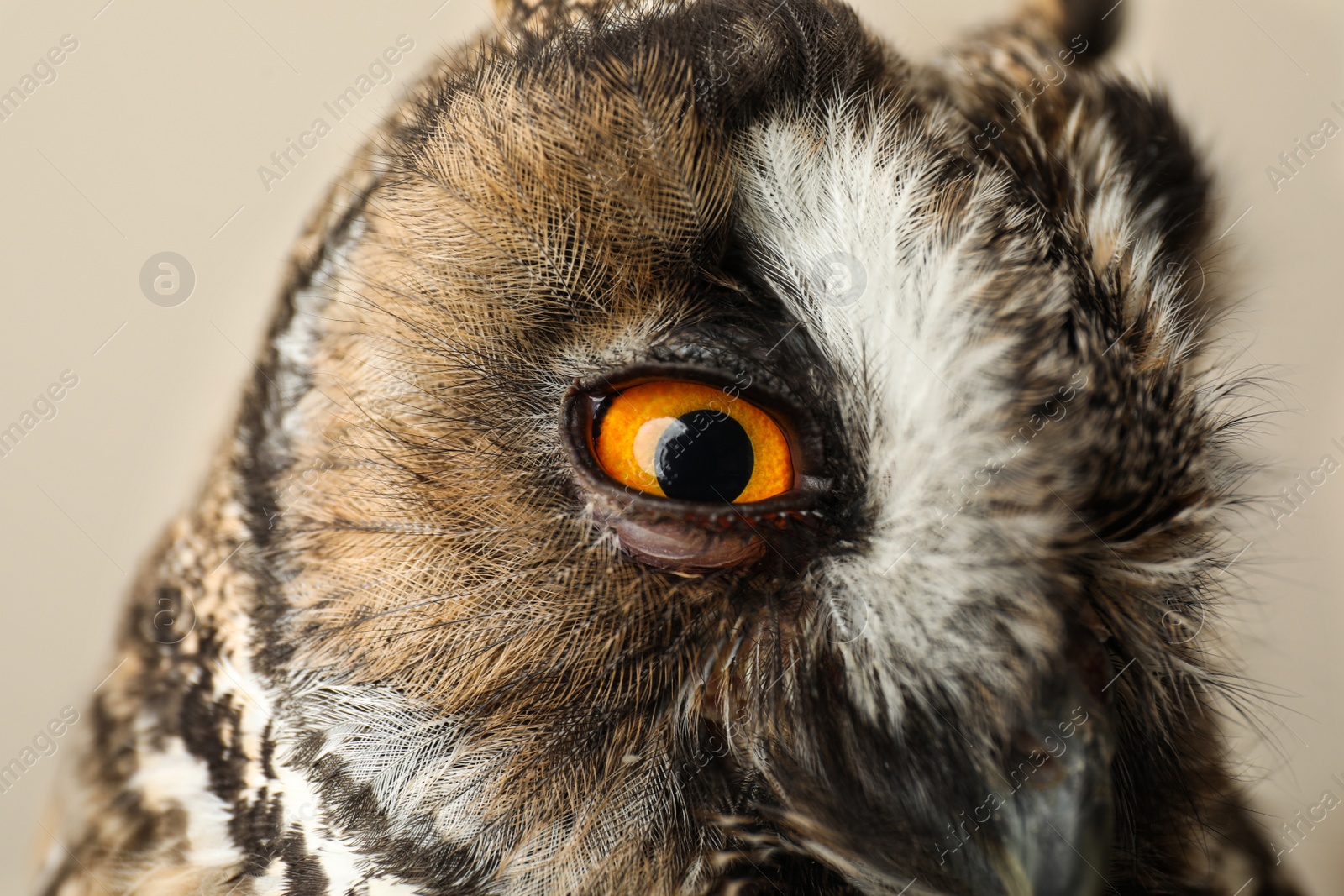 Photo of Beautiful eagle owl on beige background, closeup. Predatory bird