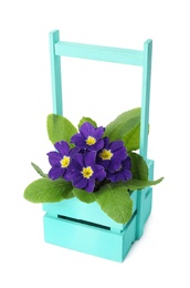 Photo of Beautiful primula (primrose) plant with purple flowers in wooden crate isolated on white. Spring blossom
