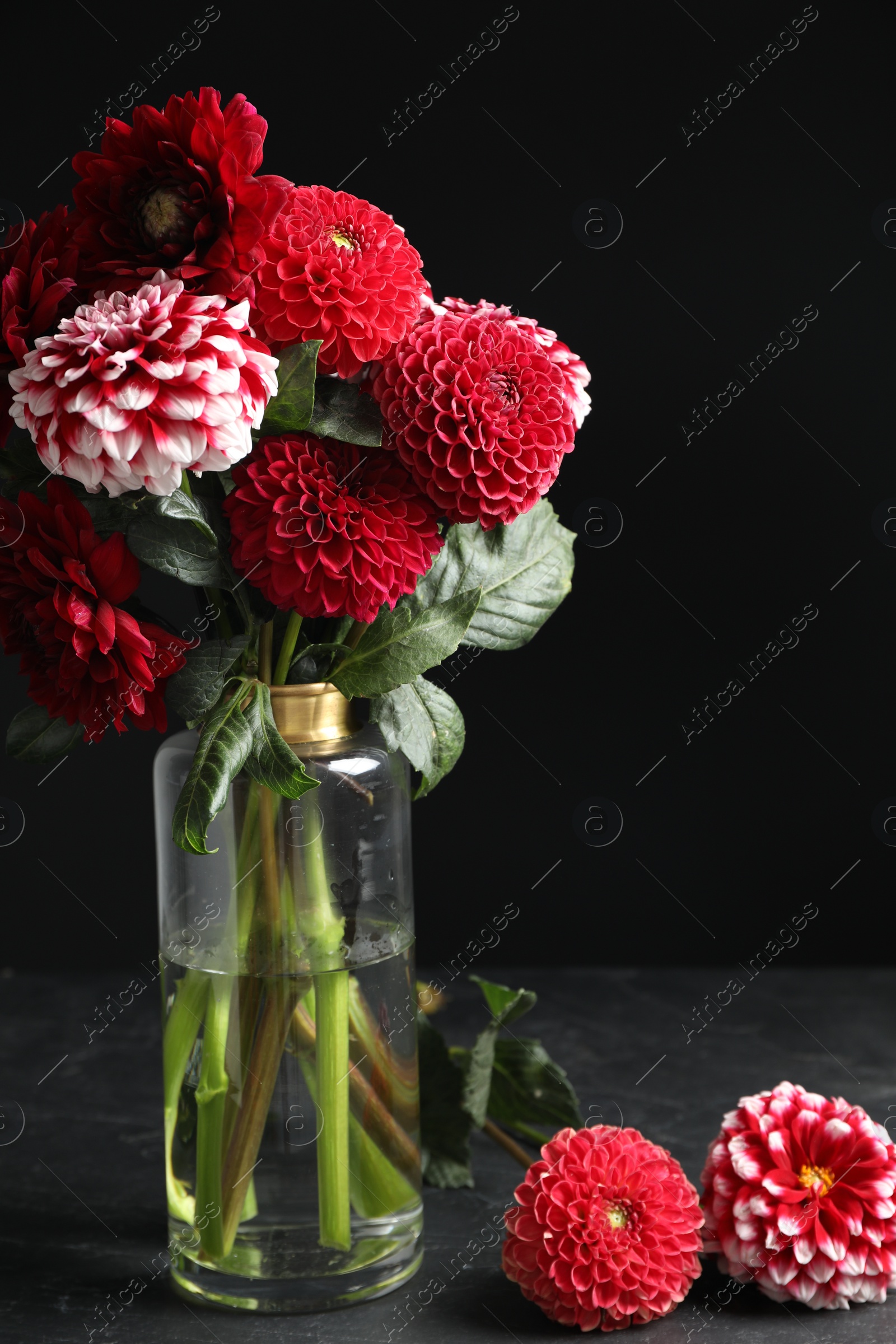 Photo of Beautiful dahlia flowers in vase on table against black background