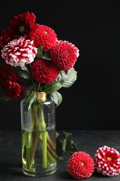 Beautiful dahlia flowers in vase on table against black background