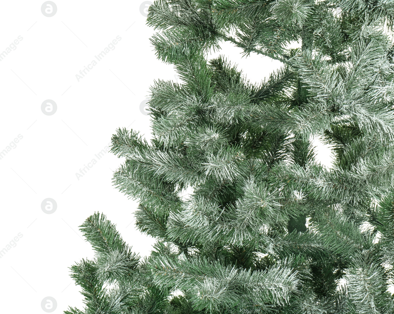 Photo of Beautiful Christmas tree on white background. Celebration time