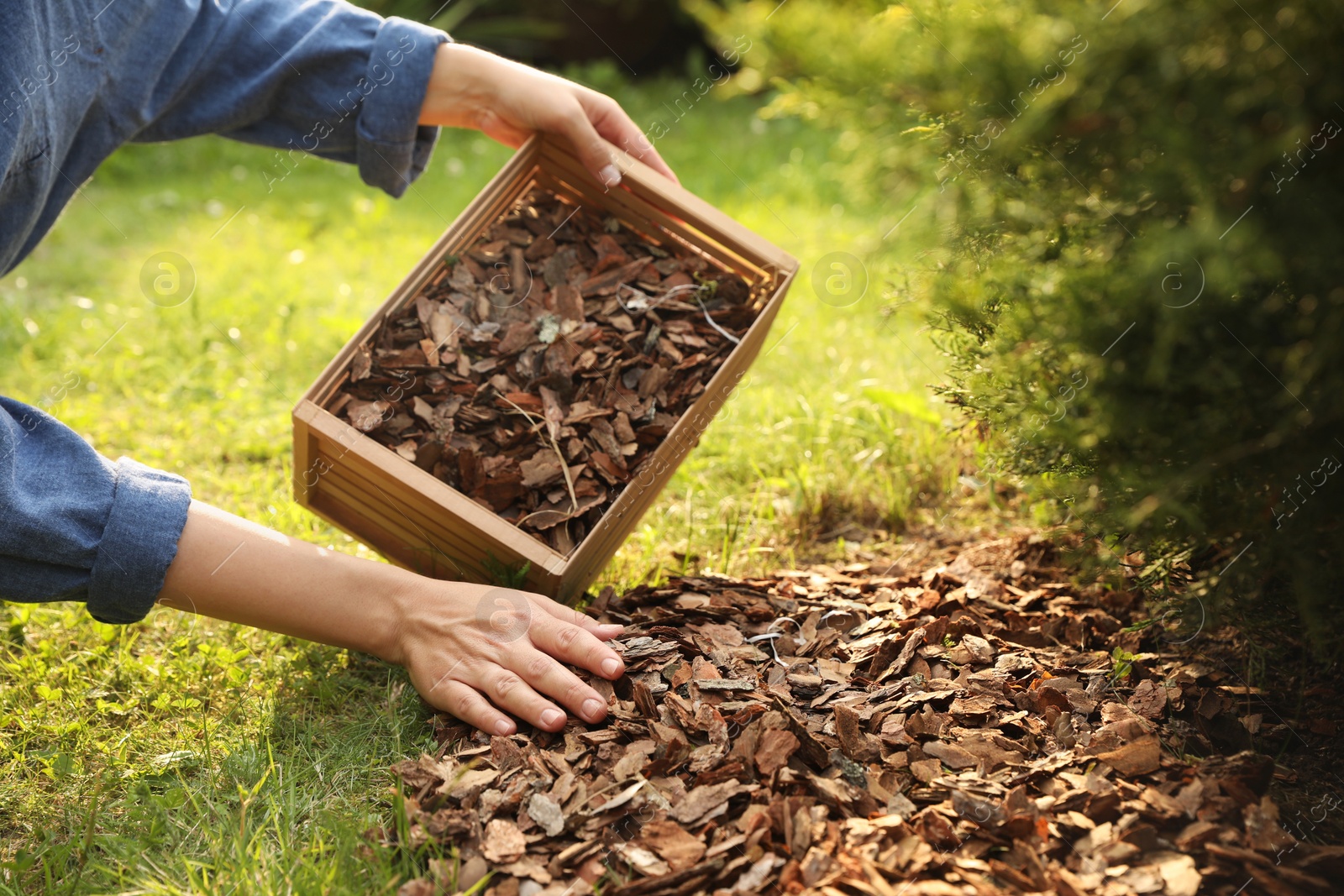 Photo of Woman mulching soil with bark chips in garden, closeup