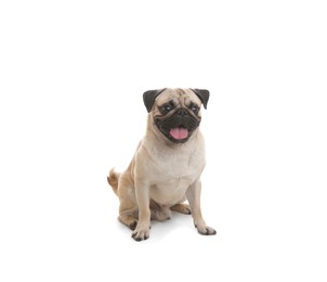 Photo of Cute pug dog sitting on white background