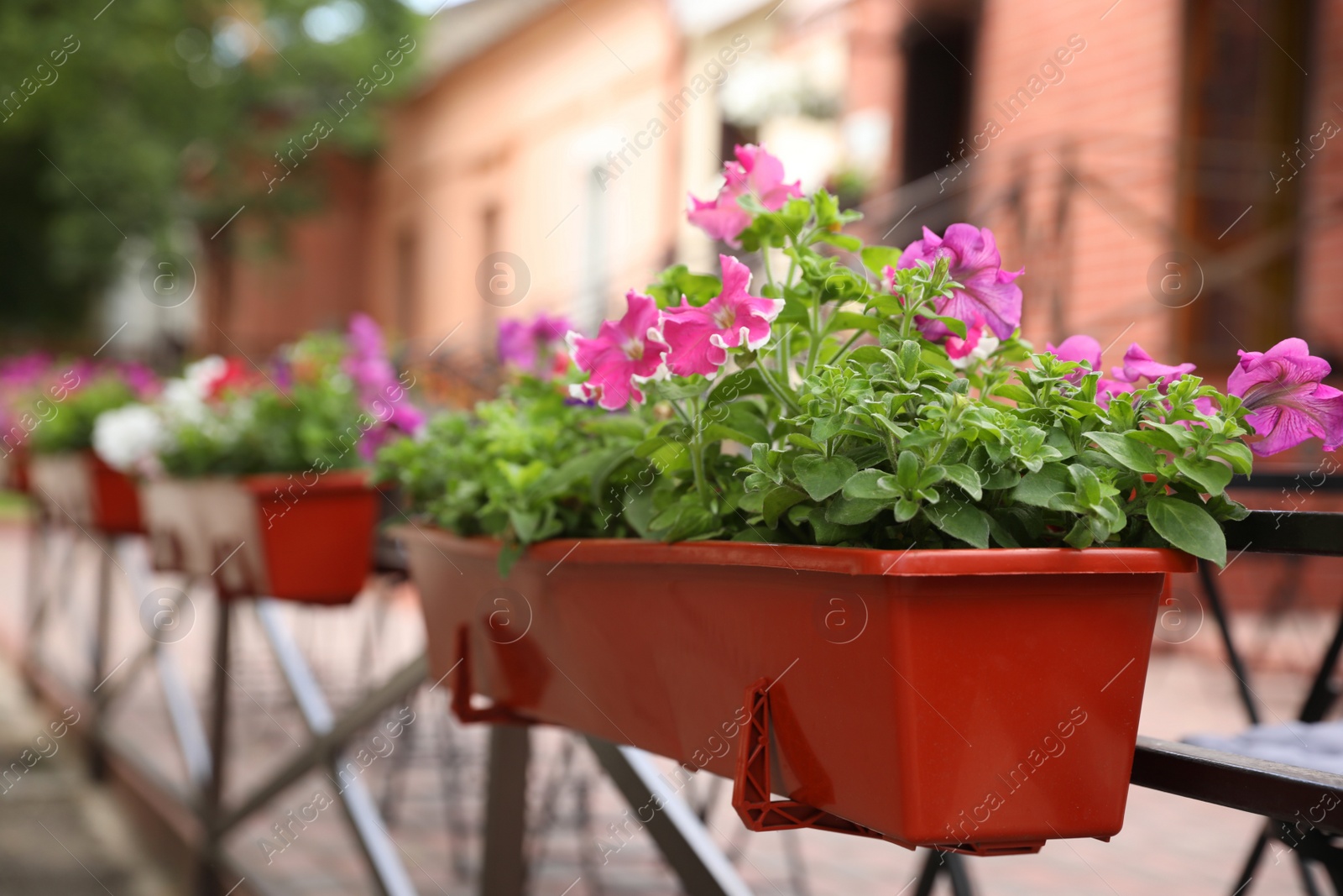 Photo of Beautiful pink petunia flowers in plant pot outdoors
