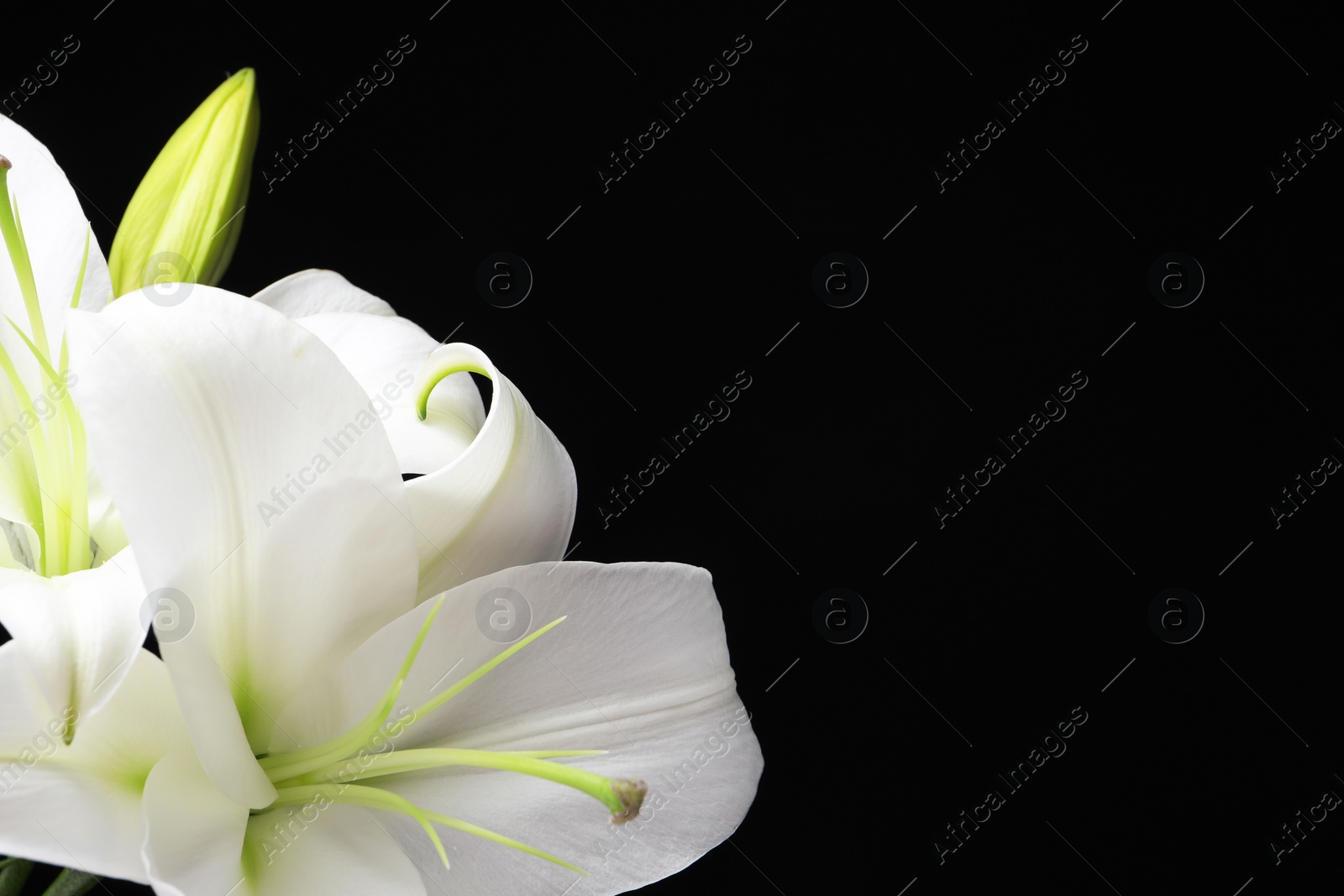 Photo of Beautiful white lily flowers on black background, closeup. Space for text