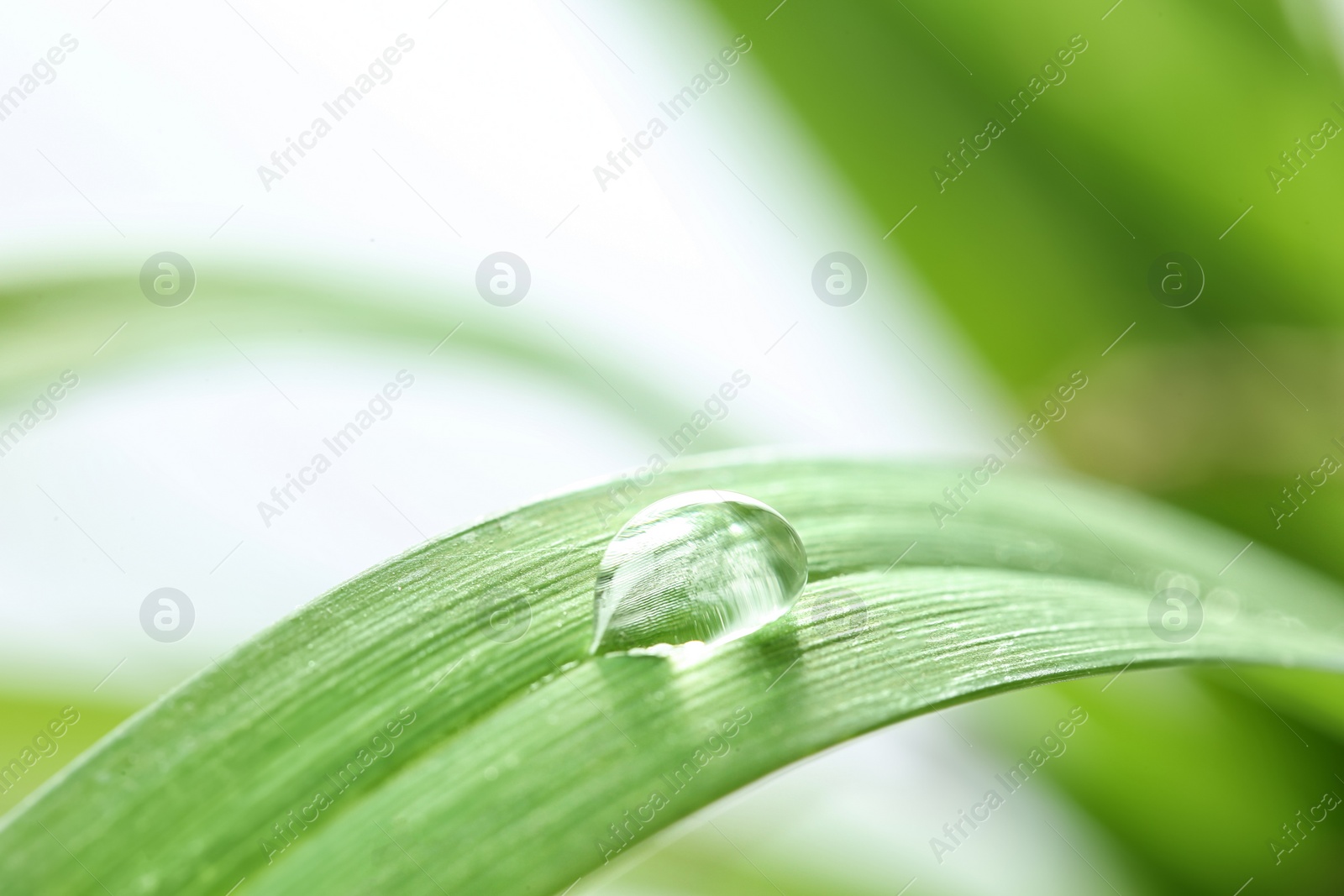 Photo of Water drop on green leaf against blurred background