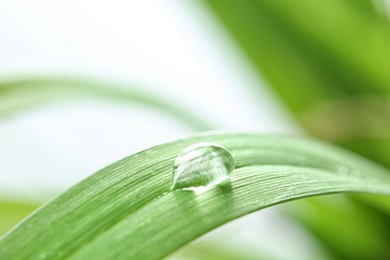 Photo of Water drop on green leaf against blurred background