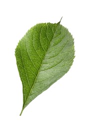Photo of Fresh green elderberry leaf isolated on white
