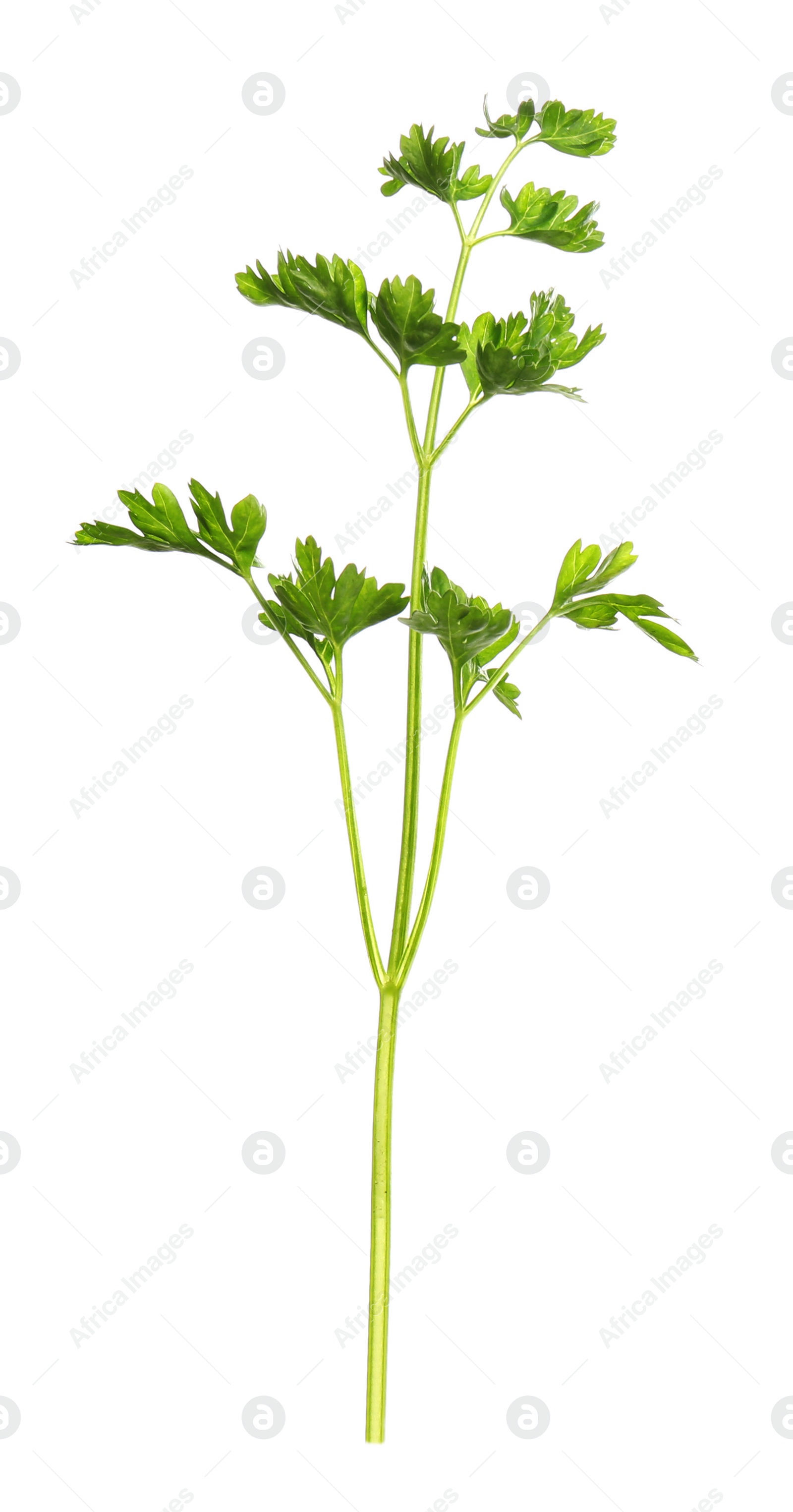 Photo of Fresh green organic parsley on white background