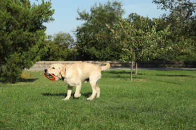 Cute Labrador Retriever dog playing with flying disk in park