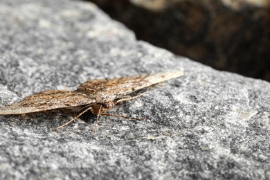 Photo of Alcis repandata moth on stone, closeup. Space for text