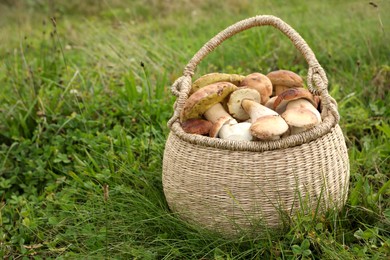 Wicker basket with fresh wild mushrooms outdoors, space for text