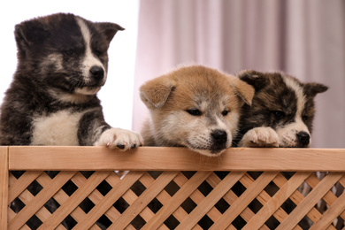 Akita inu puppies in wooden crate indoors. Lovely dogs