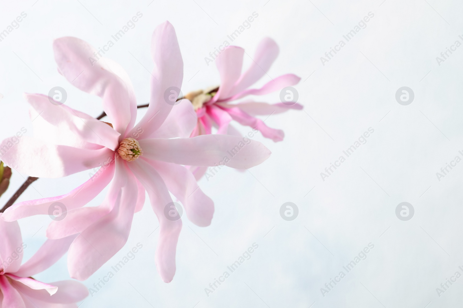 Photo of Magnolia tree branch with beautiful flowers on light background, closeup. Space for text