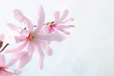 Magnolia tree branch with beautiful flowers on light background, closeup. Space for text