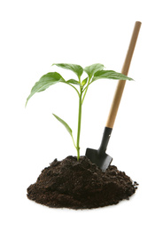 Pile of soil with green pepper seedling and gardening trowel isolated on white