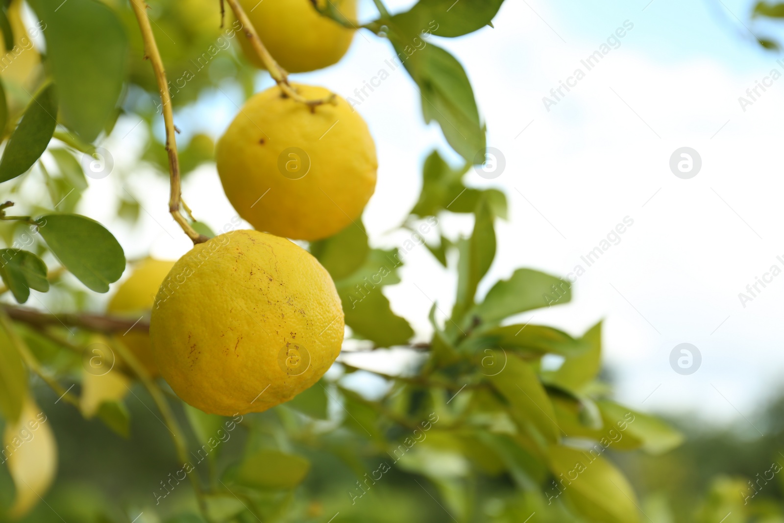 Photo of Fresh ripe trifoliate oranges growing on tree outdoors, closeup. Space for text