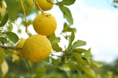 Photo of Fresh ripe trifoliate oranges growing on tree outdoors, closeup. Space for text