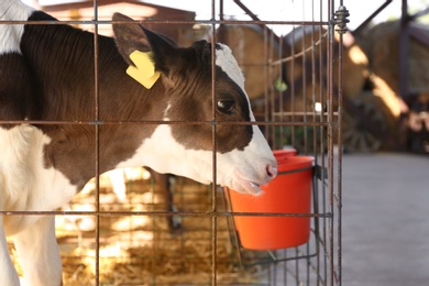 Photo of Pretty little calf in cage on farm. Animal husbandry