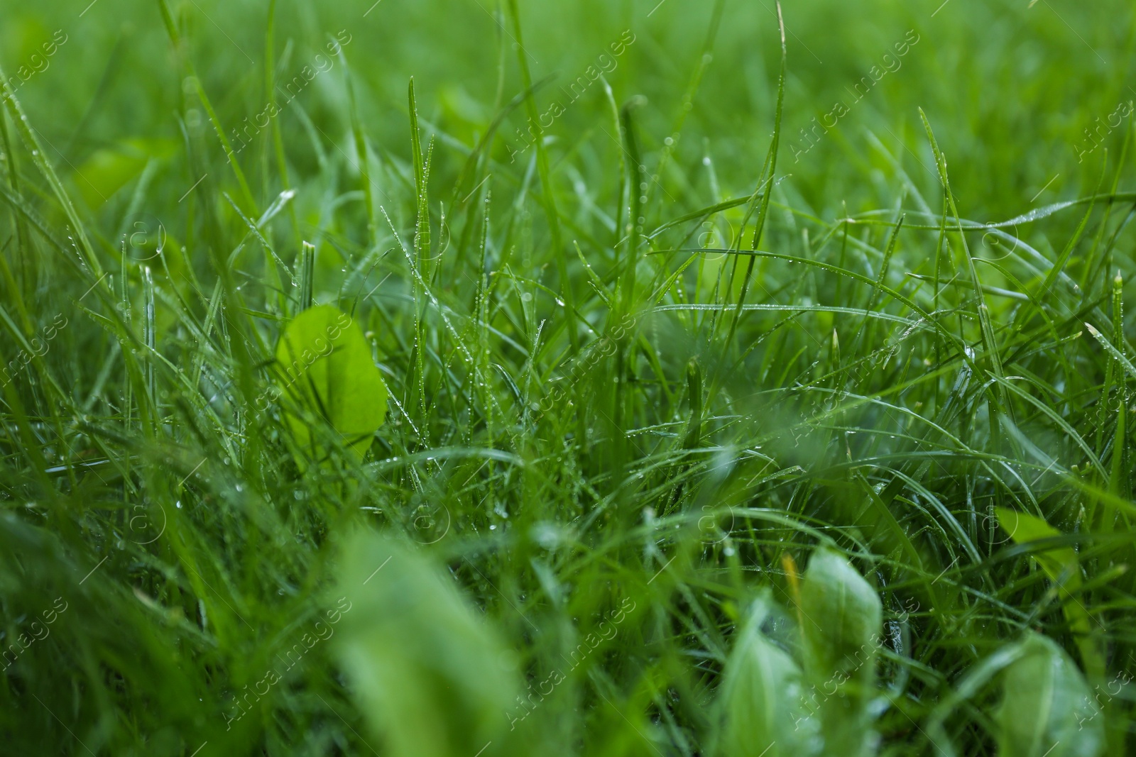 Photo of Green lawn with wet fresh grass outdoors, closeup